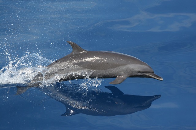 Appel à la protection des grands dauphins qui envahissent les côtes haïtiennes
