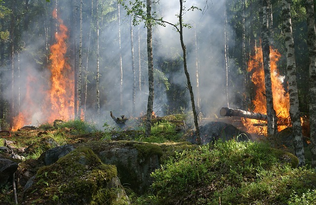 L'Europe de l'Ouest confrontée à une vague d'incendies de forêt depuis 3 jours