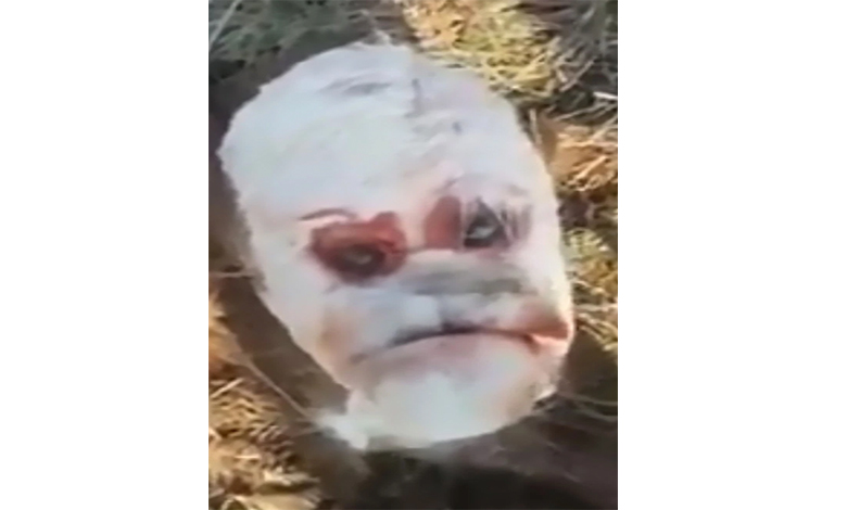 Un veau né avec un visage « humain » en Argentine