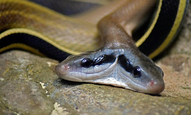 Indonésie: Découverte d'un serpent à deux têtes, très rare
