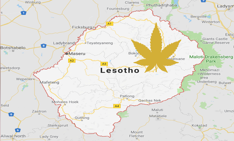 Au Lesotho, le cannabis est considéré comme de "l'or vert"