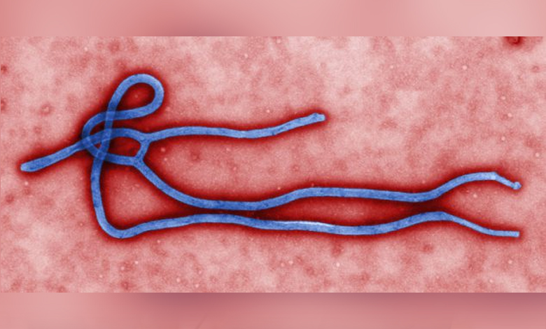 Ebola: Révélations et démentis en Haïti, TripFoumi Enfo apporte des informations utiles