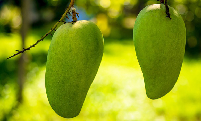 Voici cinq (5) avantages retrouvés dans la mangue