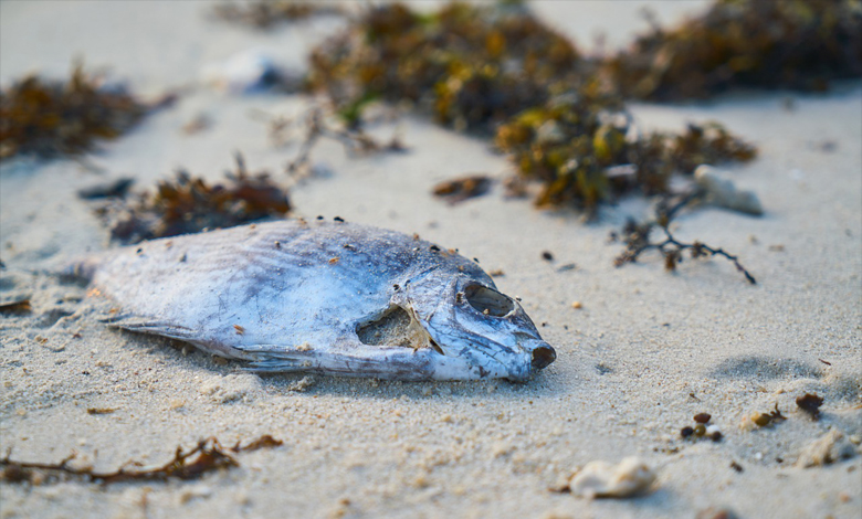 Des poissons contaminés retrouvés sur nos côtes, le MARNDR appelle la population à la vigilance