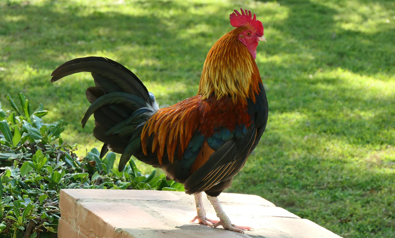 Une association croate envisage de déposer une plainte contre un joueur pour avoir tué un poulet à coup de pieds