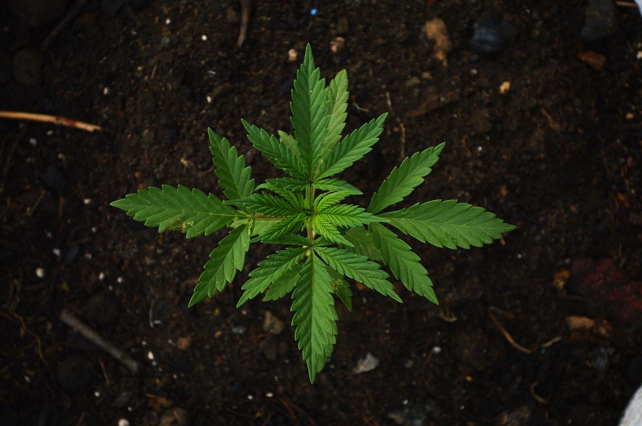 L’utilisation de Cannabis, Marijuana, bientôt légale à New York, promet le gouverneur Andrew Cuomo