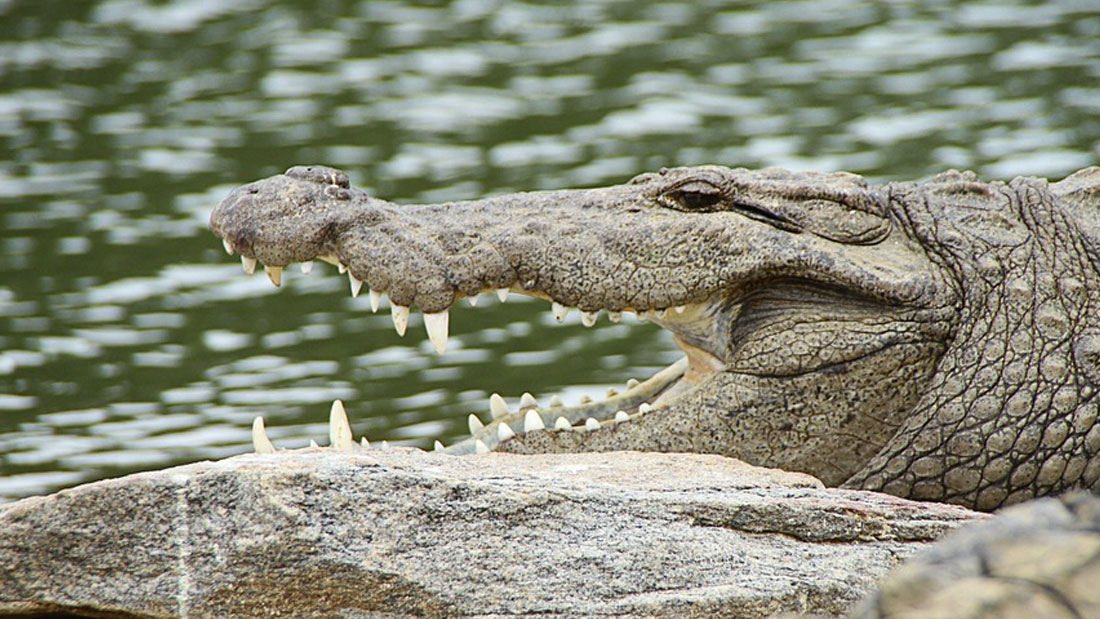 Un Pasteur dévoré par des crocodiles en imitant Jésus marchant sur l'eau