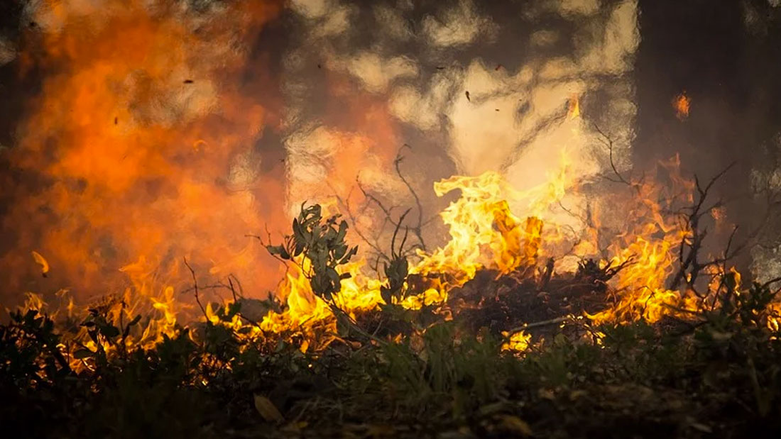 Un demi-milliard d'animaux disparus dans des incendies en Australie