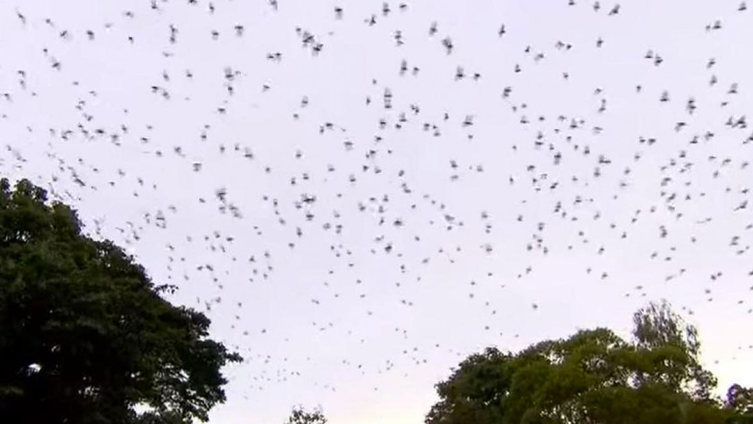 Une ville en Australie envahie par plus de 300.000 Chauve-souris
