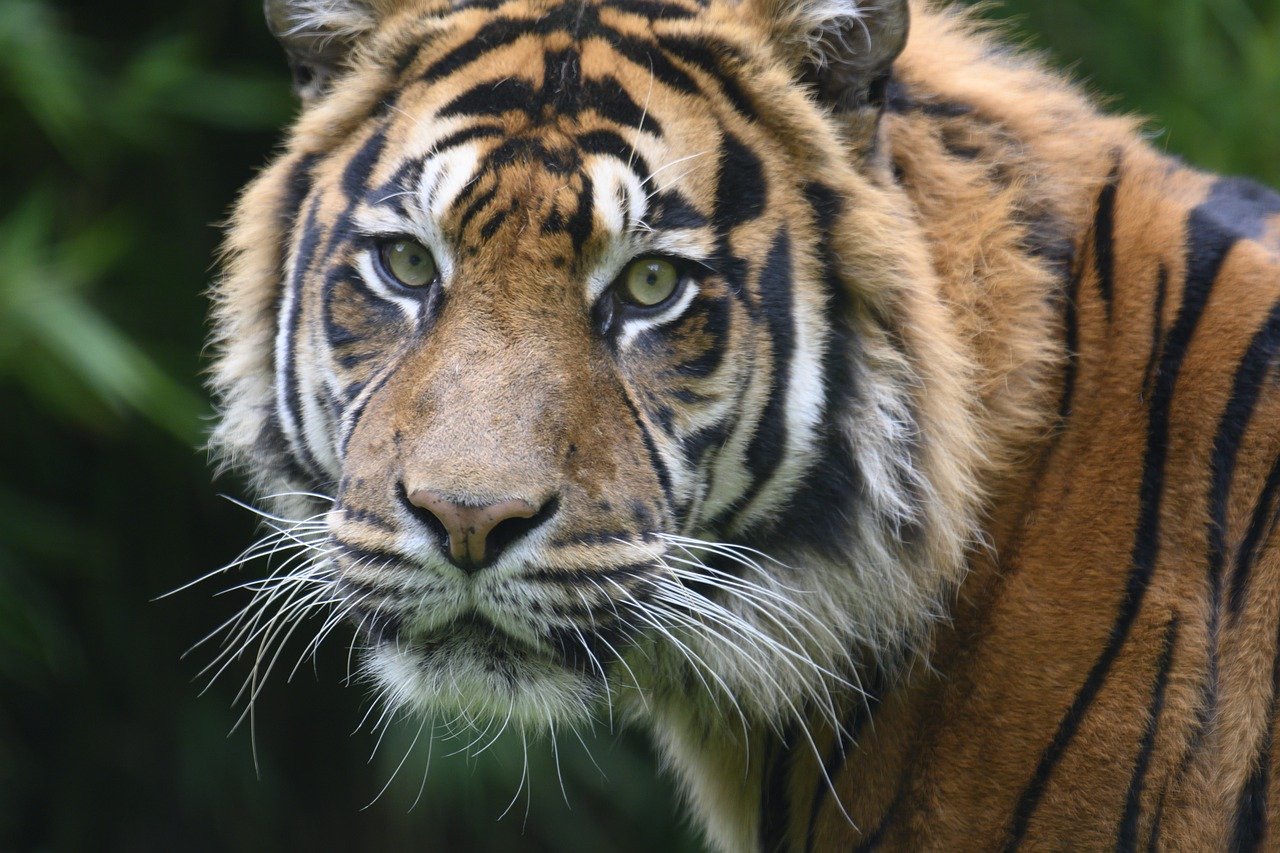 Une tigresse de 4 ans du zoo du Bronx (USA) testée positive au COVID-19