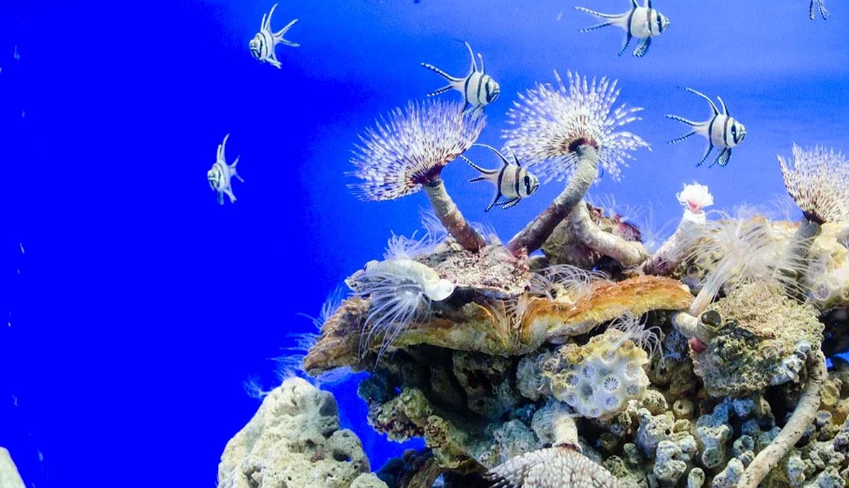 L'écosystème océanique va s'effondrer au cours de la décennie, révèle une étude scientifique