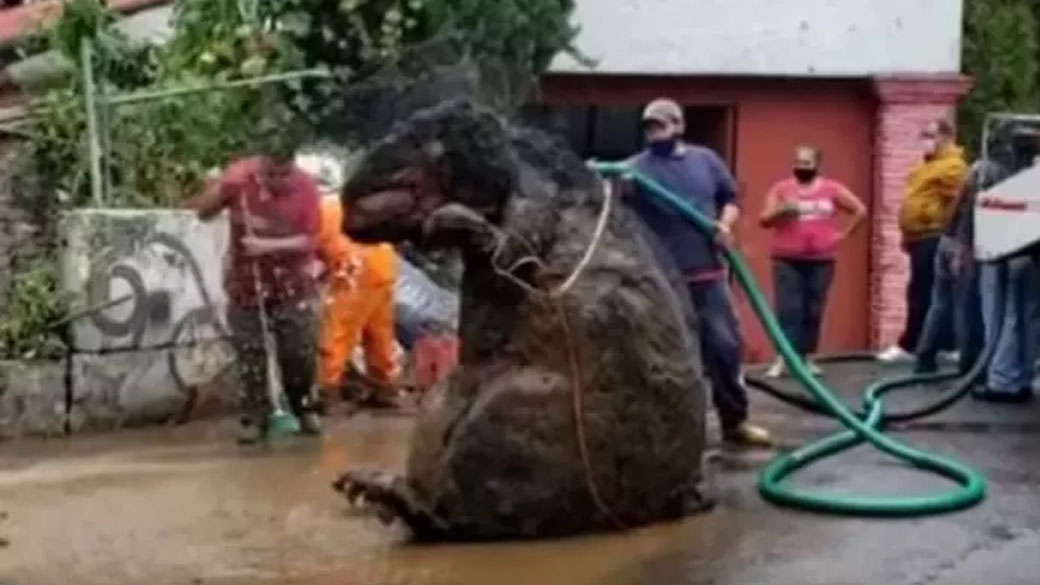 Un énorme rat découvert dans les égouts de Mexico