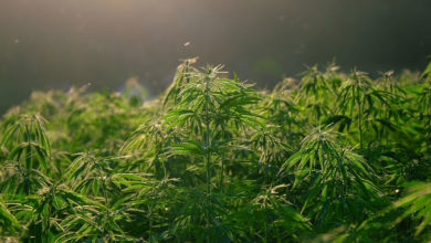 Le Gouvernement Colombien autorise la production et l’exportation du cannabis