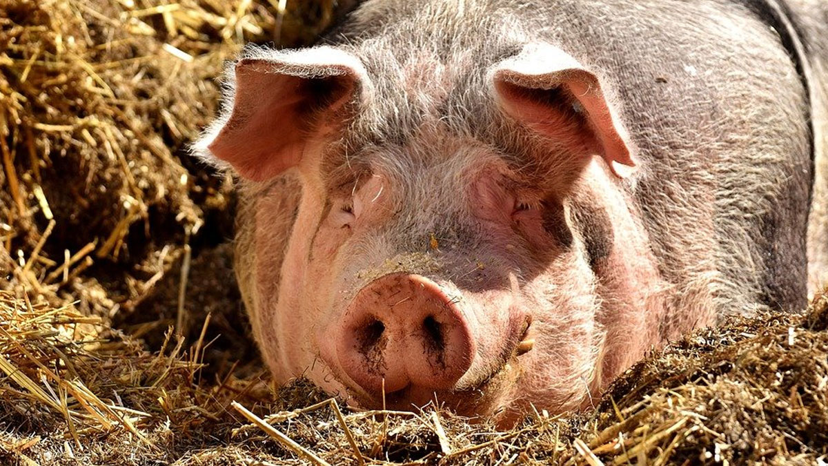 Grippe porcine : Haïti interdit l’importation des porcs en provenance de la RD