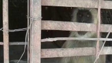 Deux singes arrêtés pour le meurtre de 250 chiens en Inde!