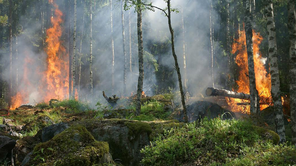 Une chaleur extrême et un incendie de forêt font rage aux États-Unis