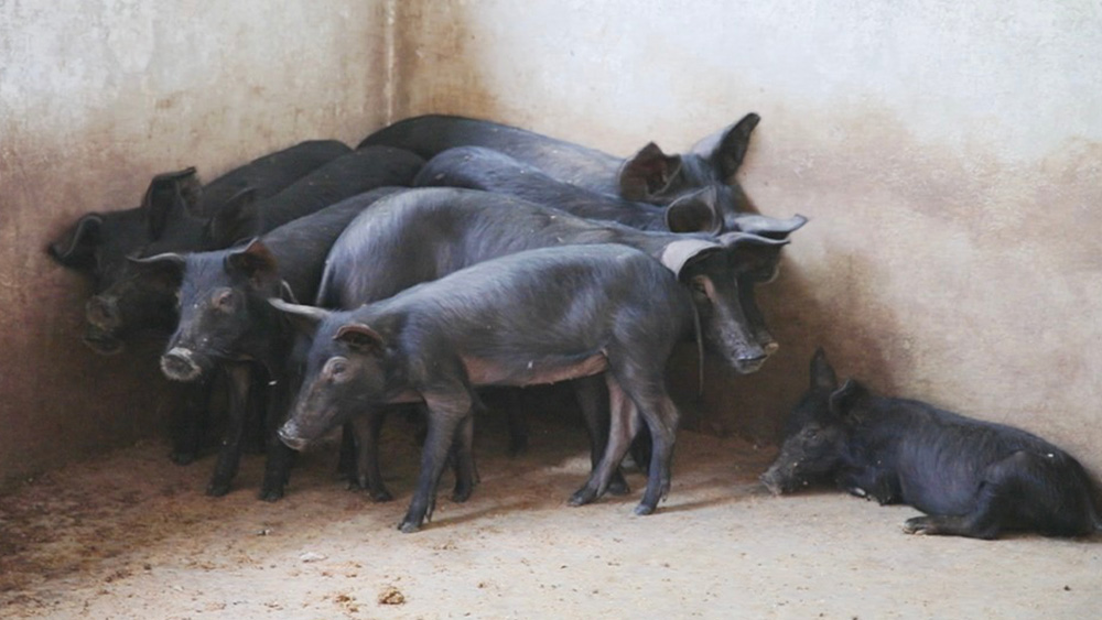 Le Mexique propose un plan pour soutenir Haïti dans la lutte contre la peste porcine