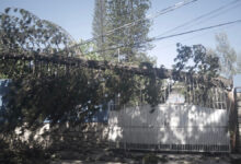 🔴 #URGENT-SOS Ed'H : À Delmas 95, trois câbles de haute tension cassés après la chute d'un arbre