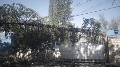 🔴 #URGENT-SOS Ed'H : À Delmas 95, trois câbles de haute tension cassés après la chute d'un arbre