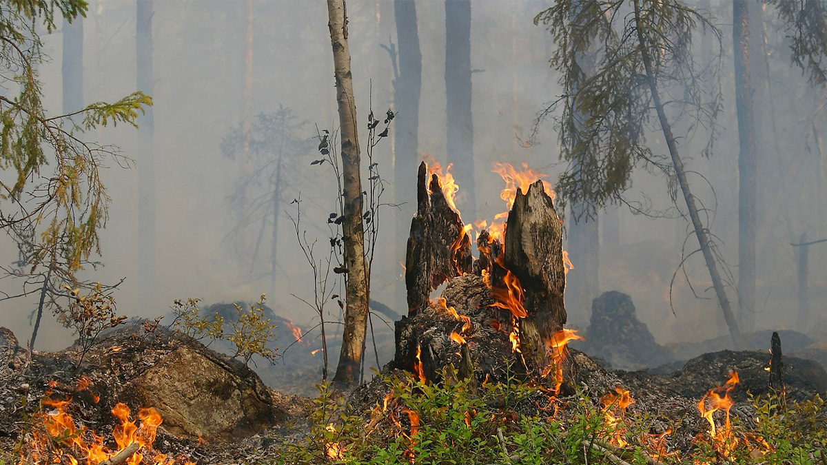 Sur les 9 premiers mois de 2022, l’Amazonie a enregistré plus de feux de forêt qu’en 2021