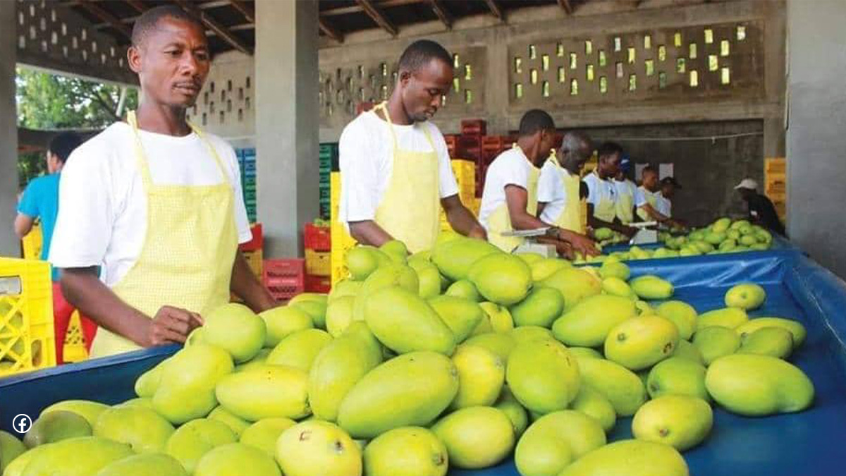 Suspension de l'exportation des mangues haïtiennes vers les États-Unis
