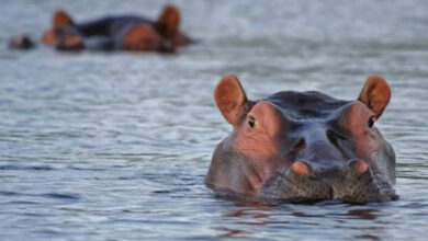 Un garçon de deux ans survit à une attaque d'hippopotame