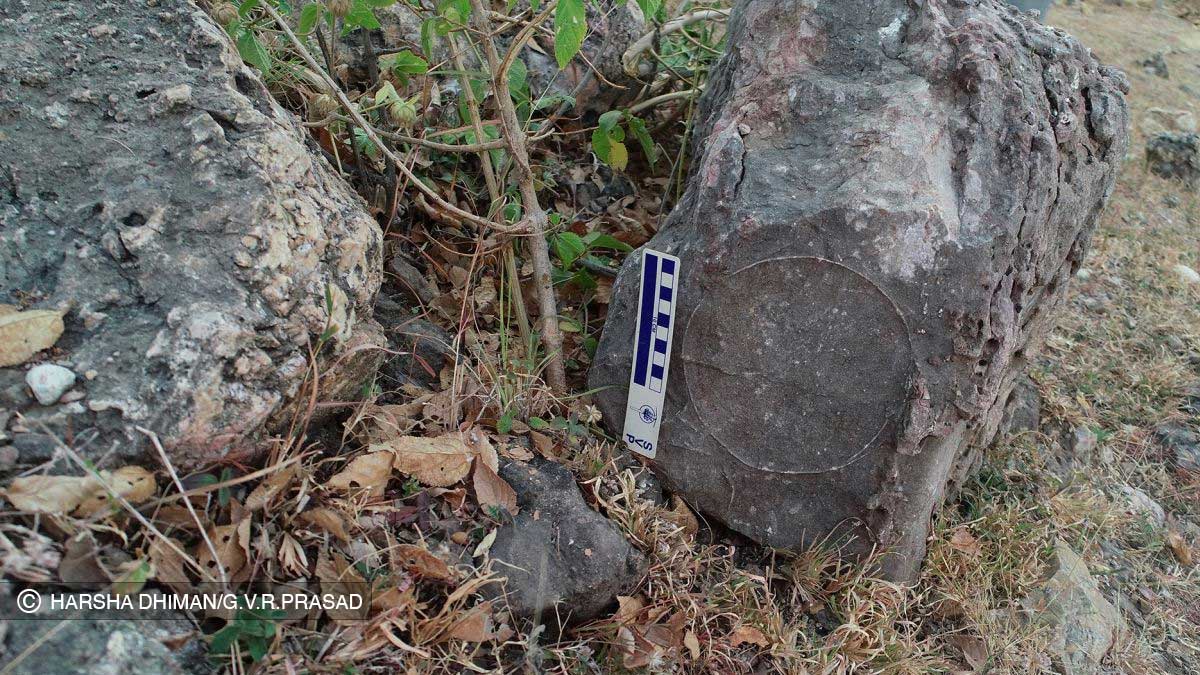Une écloserie de centaines d’œufs de titanosaure découverte en Inde