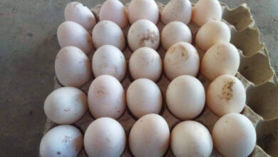 Les exportations d'œufs vers Haïti interdites par le gouvernement dominicain