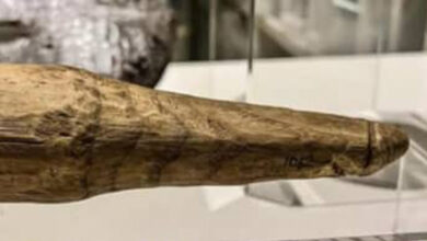 D'une longueur de 16 cm, le plus vieux sextoy en bois retrouvé en Angleterre
