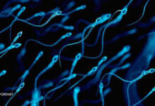 Un donneur de sperme crédité d'au moins 550 enfants, poursuivi au Pays-Bas