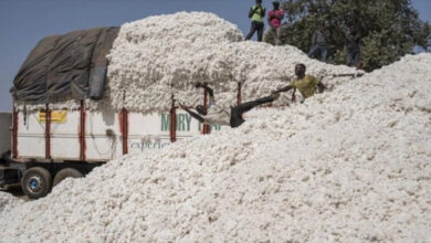 Le Bénin prend la tête des pays africains producteurs de coton