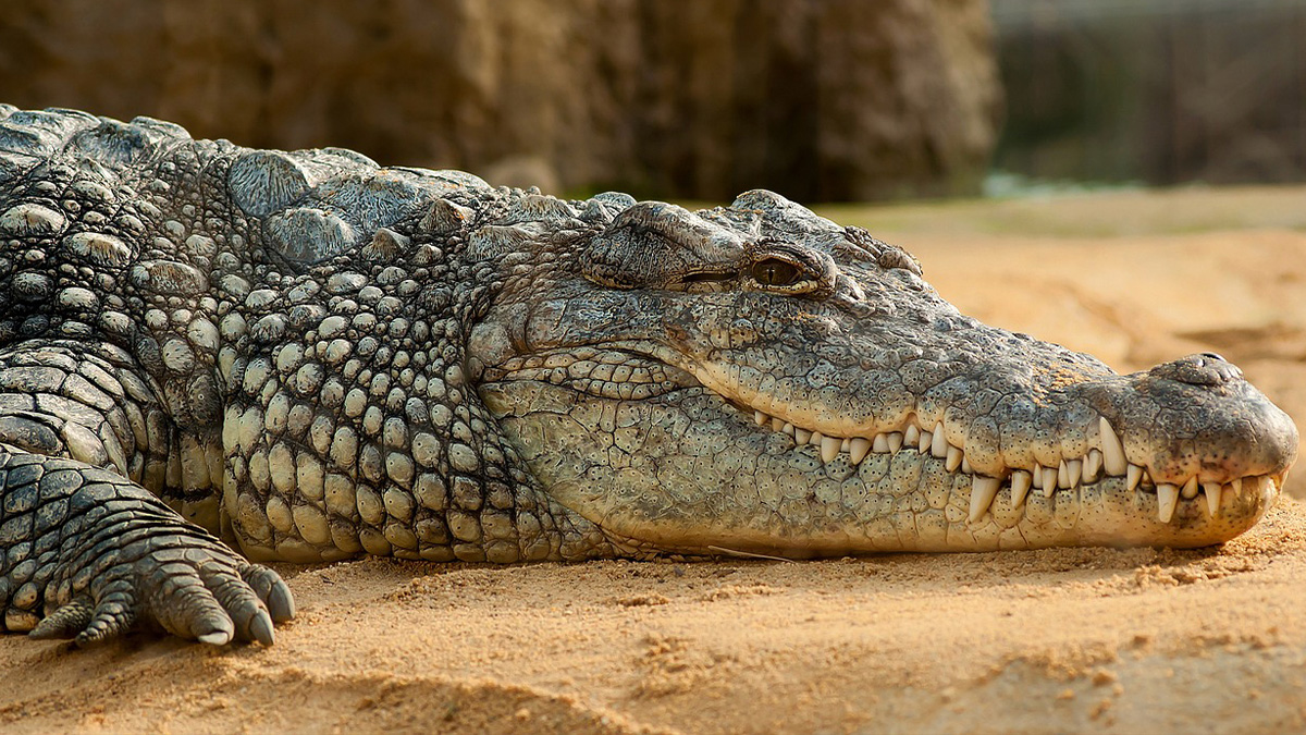 Un homme de 72 ans dévoré par environ 40 crocodiles après avoir chuté dans leur enclos