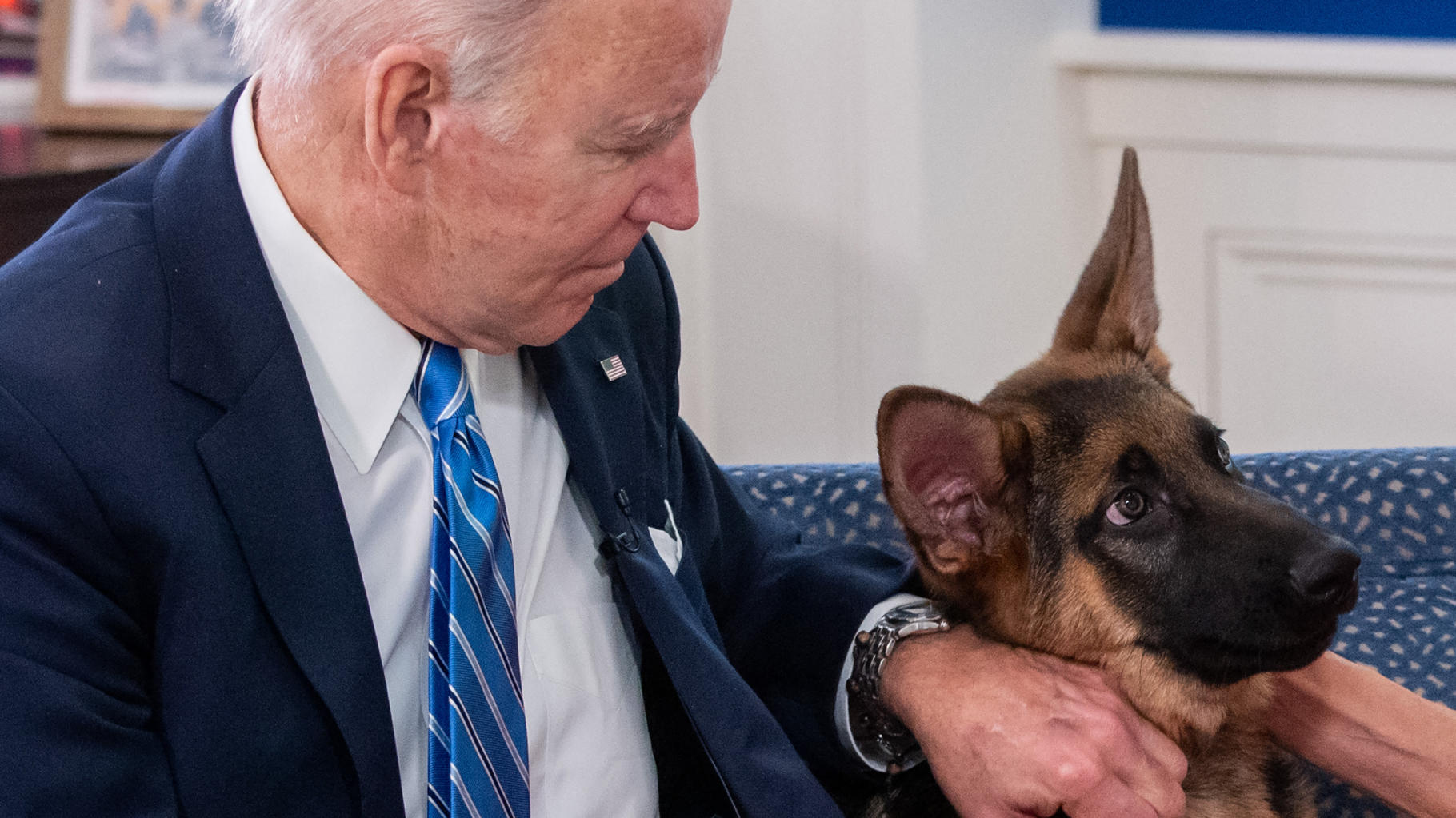 "Commander", le chien de Biden, impliqué dans plusieurs incidents à la Maison Blanche