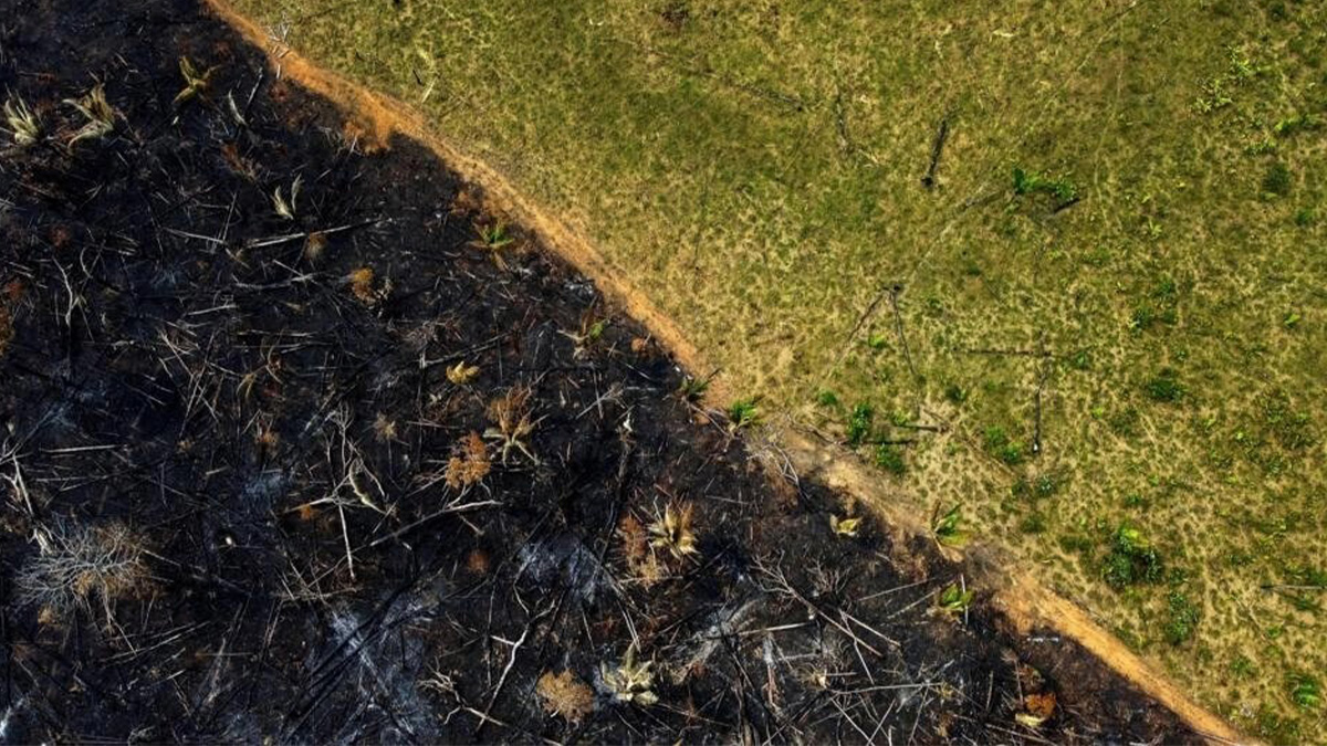 La déforestation en Amazonie brésilienne chute de 33,6 % au cours des six premiers mois du gouvernement de Lula