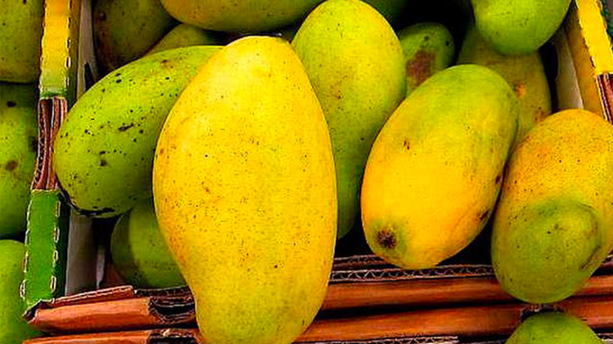 L’opulence de la mangue Francisque sur le marché local, une aubaine douce-amère