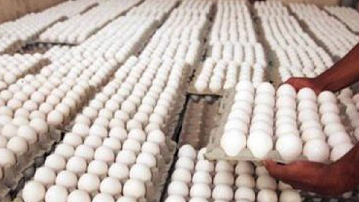 Le gouvernement dominicain blâmé par des producteurs d'œufs