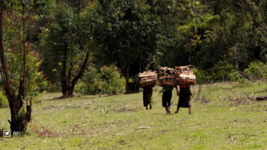 Le 13 novembre déclaré “Jour national des arbres” au Kenya