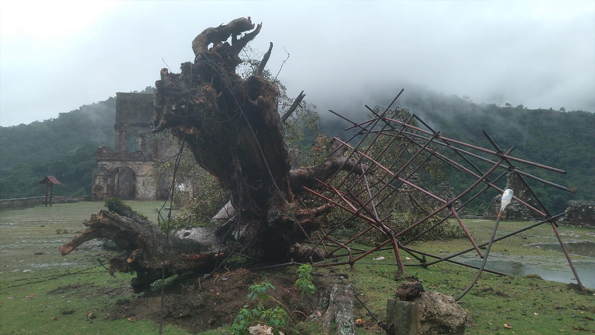 L'ISPAN annonce la perte d'un arbre qui existait sur la cour du Palais Sans Souci depuis plus de 100 ans