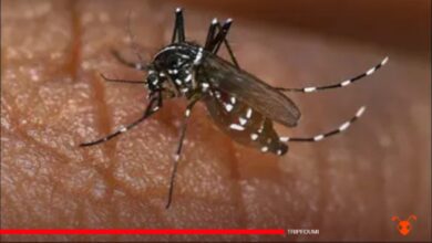 La pire épidémie de dengue frappe l’Amérique latine