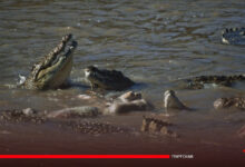 Inde : une mère jette son enfant handicapé dans une rivière infestée de crocodiles suite à une dispute avec son mari
